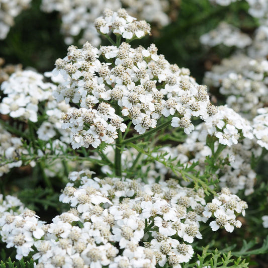New VintageTM White Yarrow Plant