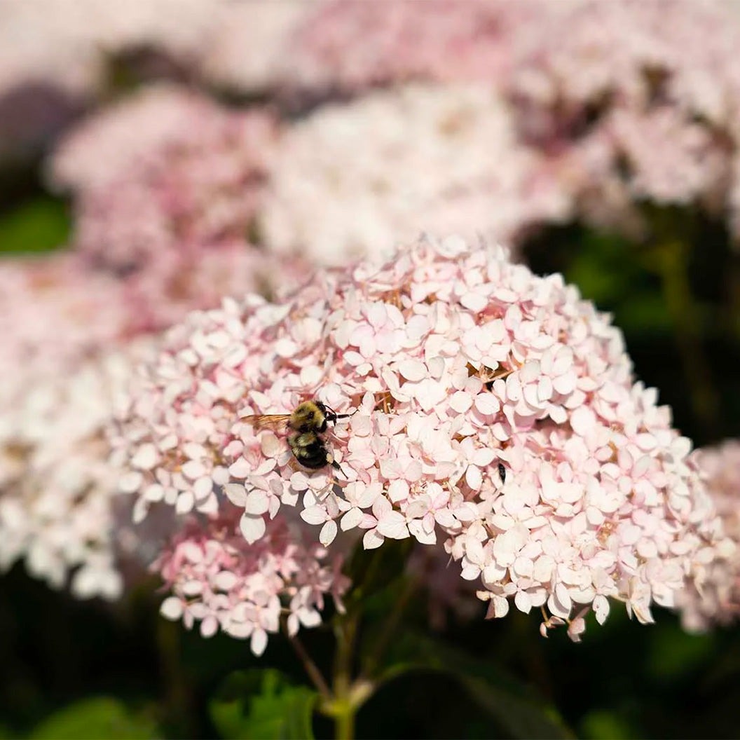 American LaceTM Pink Smooth Hydrangea Shrub