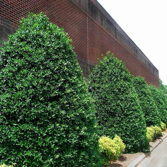Nellie Stevens Holly Shrub