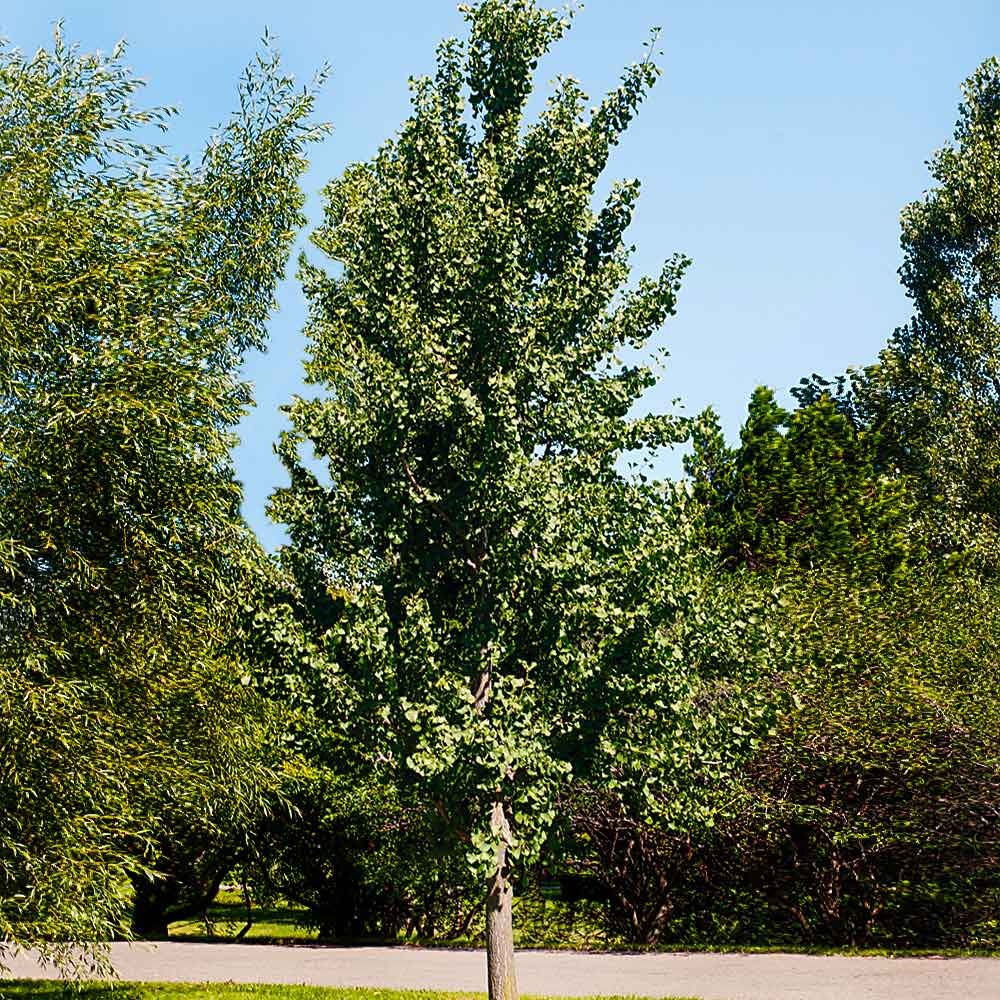 Princeton SentryTM Columnar Ginkgo Tree