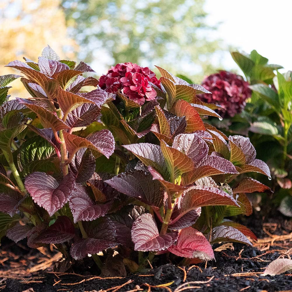 Cherry-Go-RoundTM Hydrangea Shrub