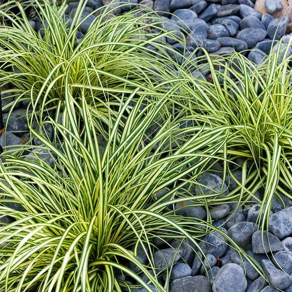 Carex Evergold (Japanese Sedge)
