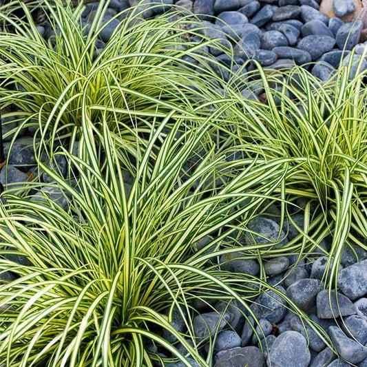 Carex Evergold (Japanese Sedge)