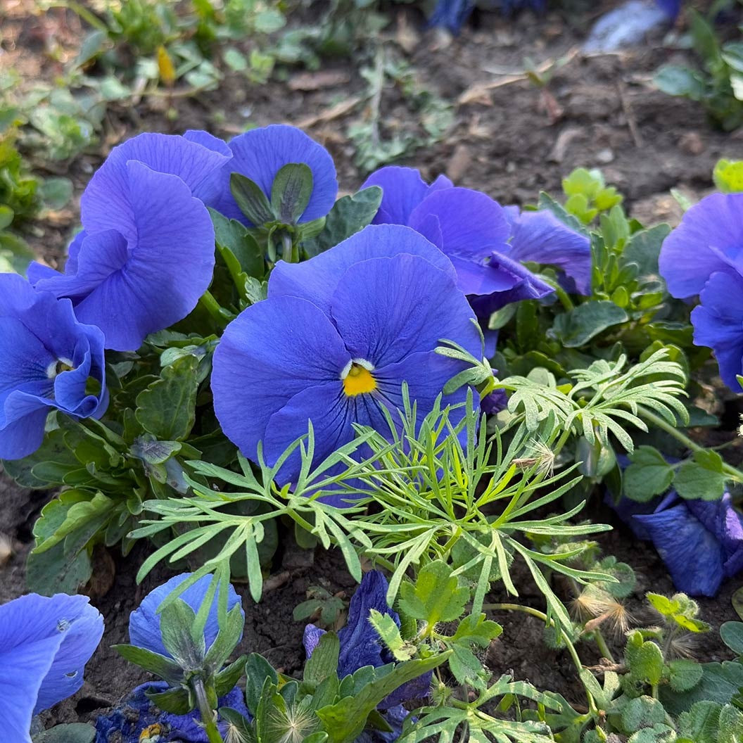 DeltaTM Pro True Blue Pansy Plant