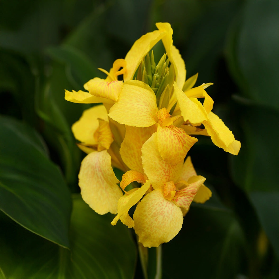 Canna Cannova® Yellow Lily Plant