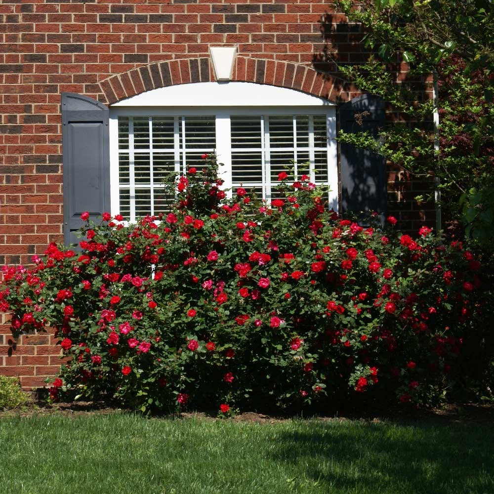 The Grand ChampionTM Rose Shrub