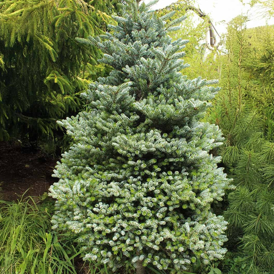 Ice Breaker Korean Fir Shrub