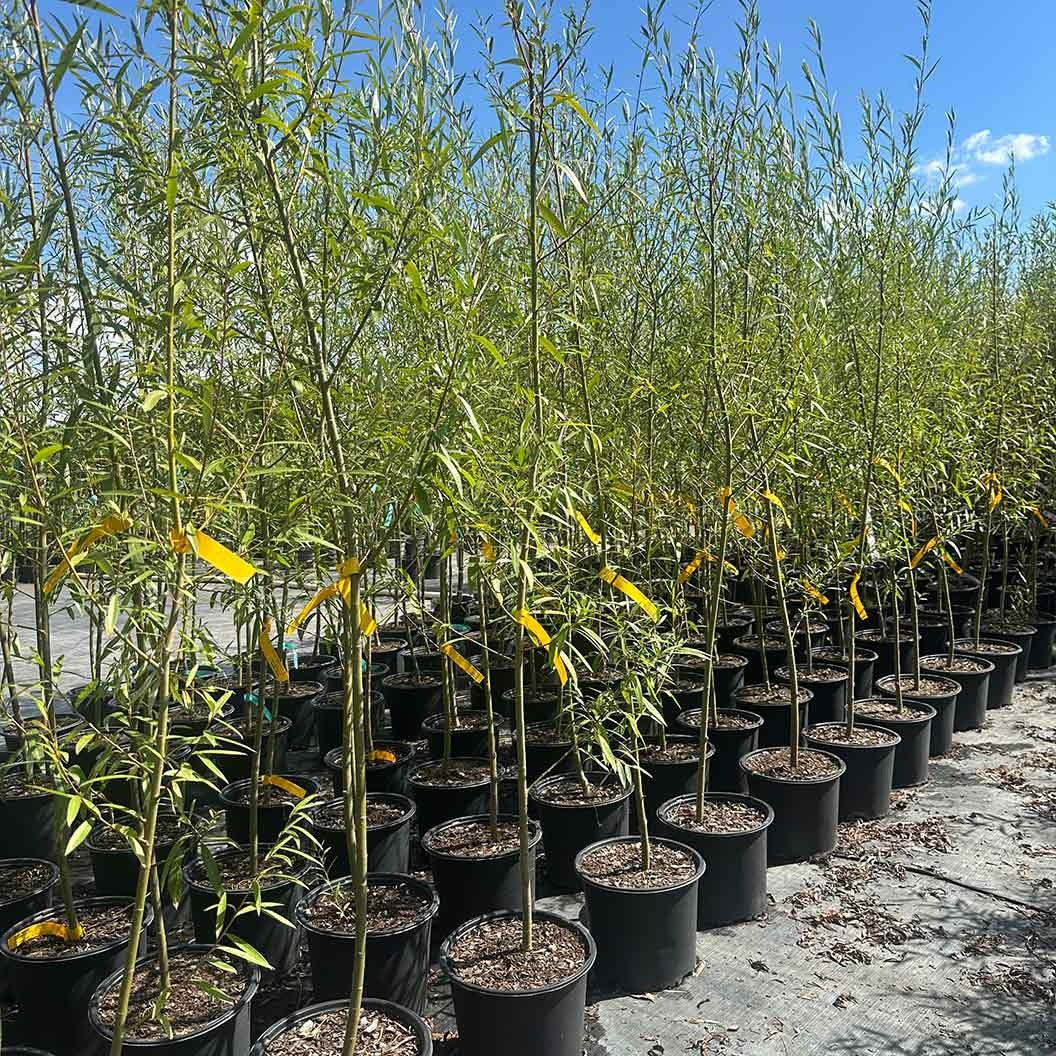 Willow Hybrid Tree