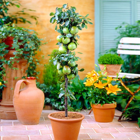 Fruit Snacks® Tangy GreenTM Columnar Apple Tree