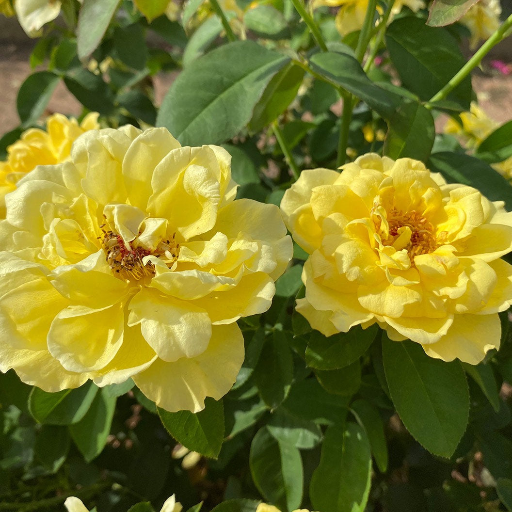 Bee HeavenTM Rose Shrub