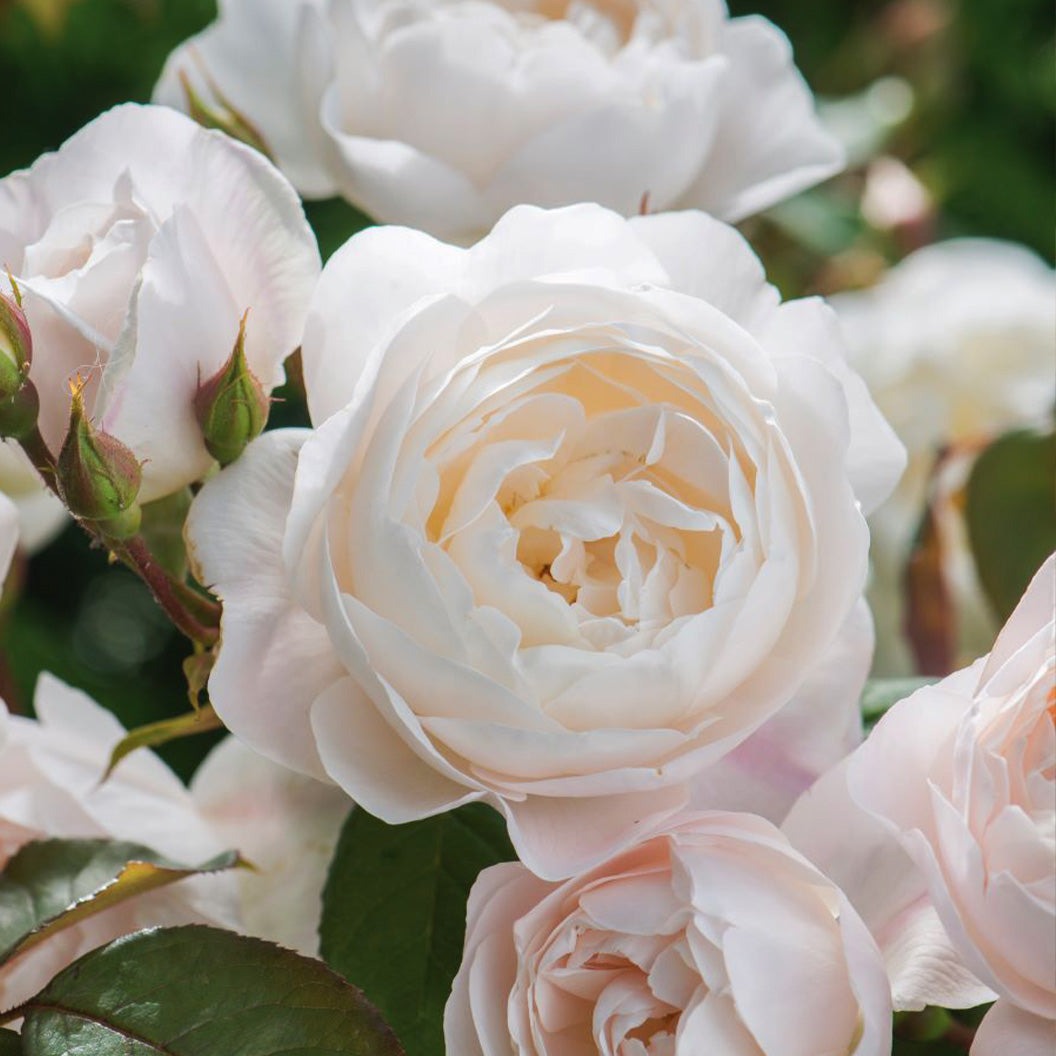 David Austin® DesdemonaTM Rose Shrub
