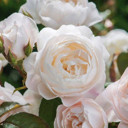 David Austin® DesdemonaTM Rose Shrub