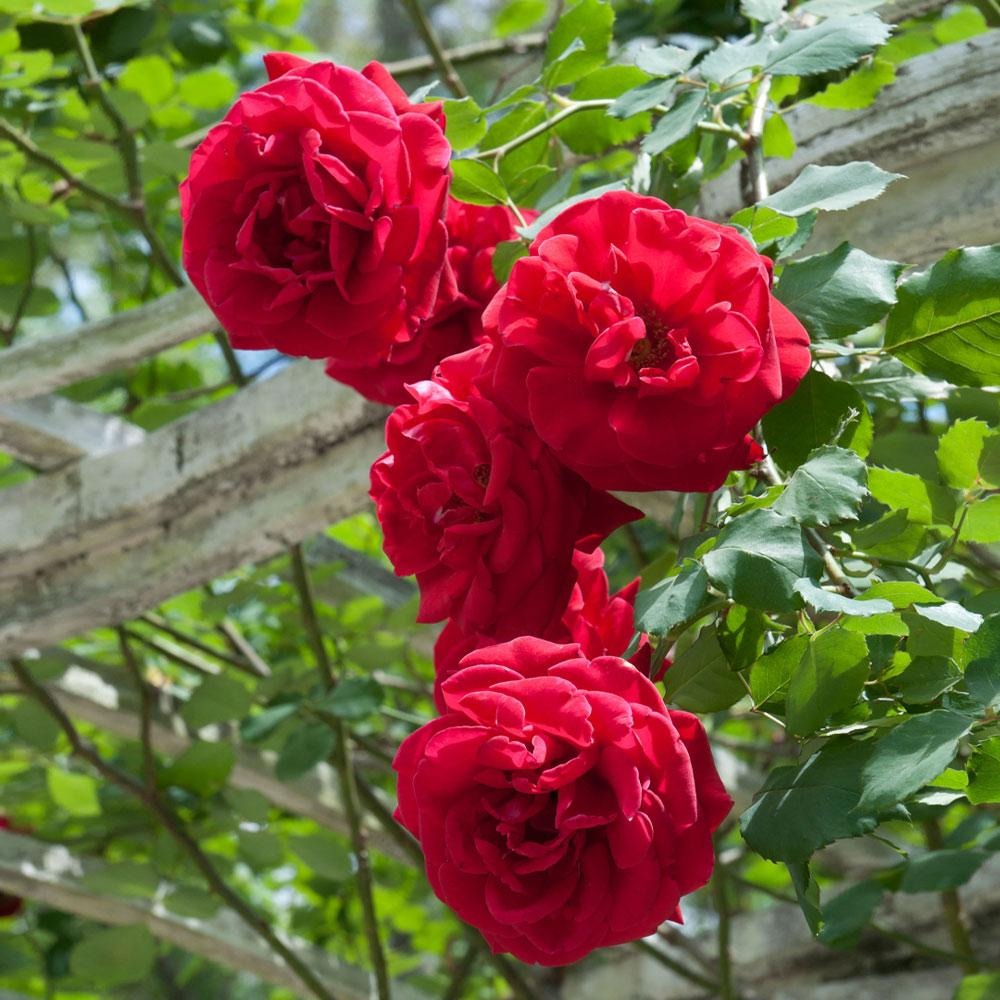 Rose Bushes