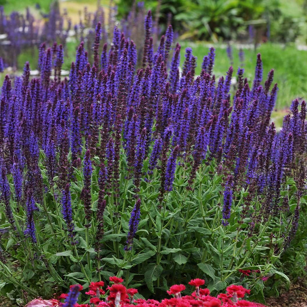 LyricalTM Blues Salvia Plant