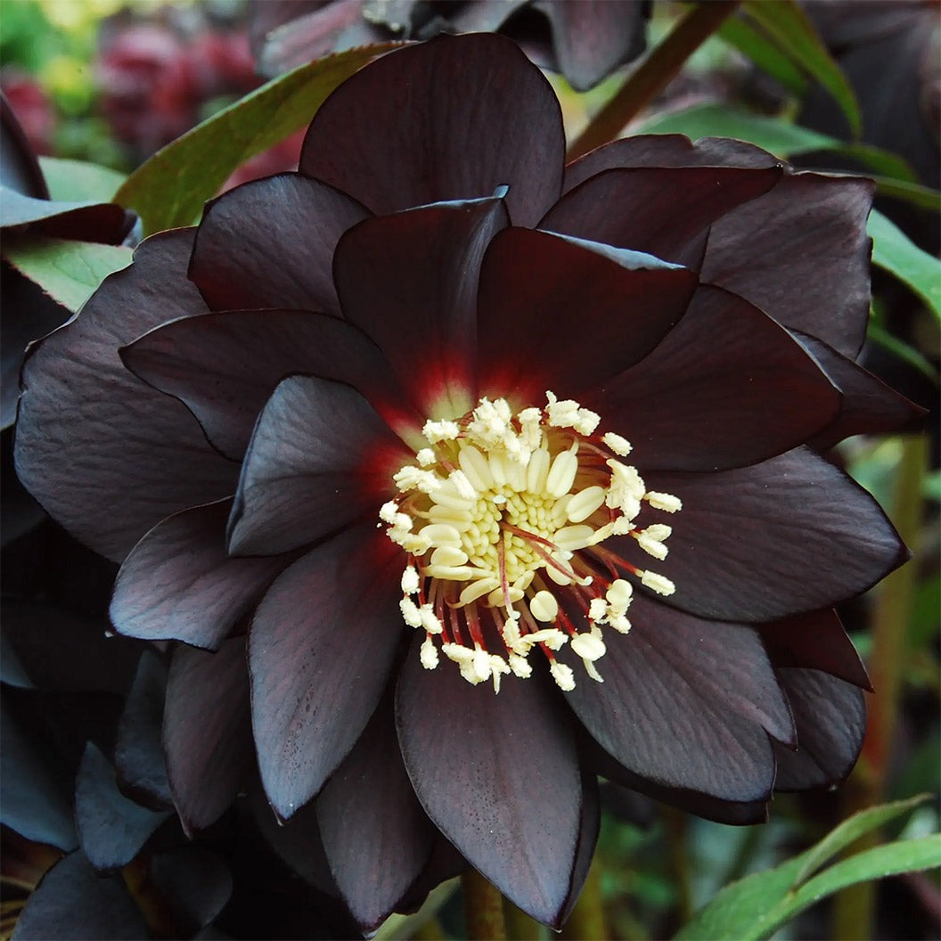 Winter Jewels® Onyx Odyssey Lenten Rose Plant
