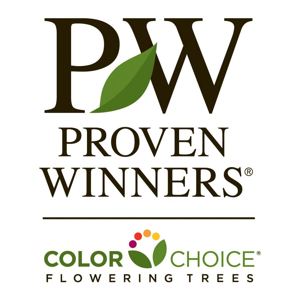Proven Winners® Arctic Fire® Red Twig Dogwood Shrub