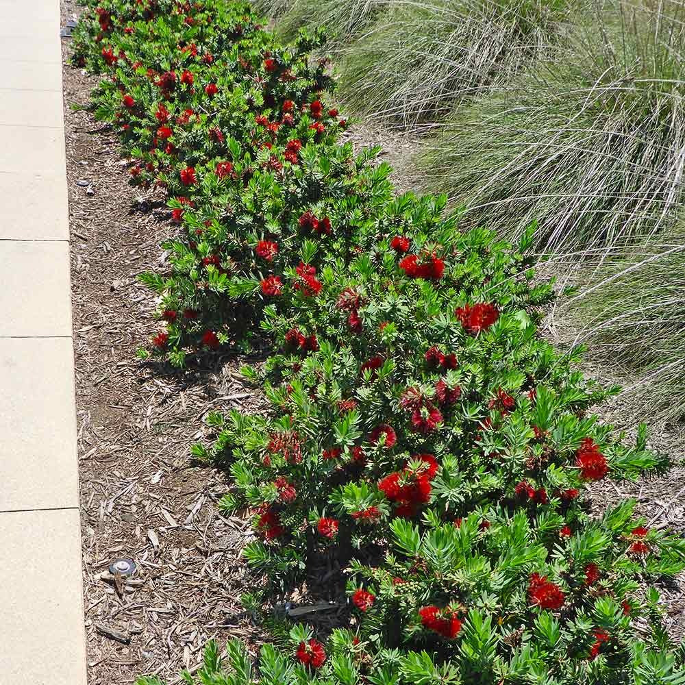 Little John Dwarf Bottlebrush Shrub