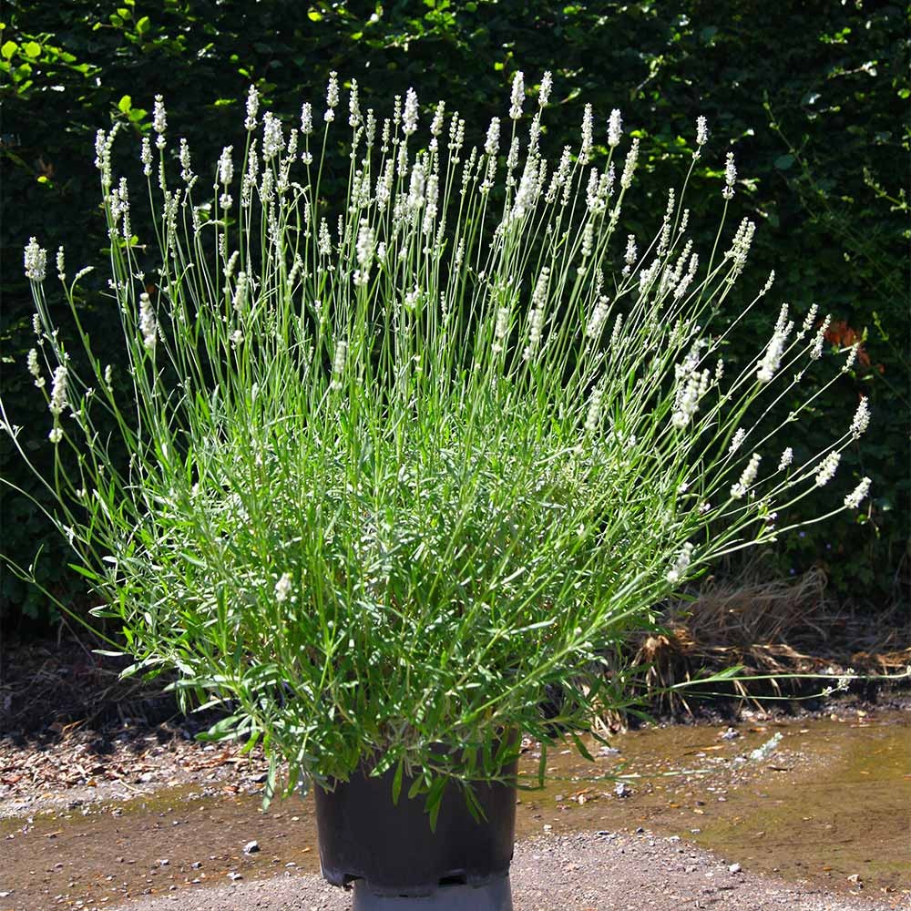 ExceptionalTM Lavender Plant