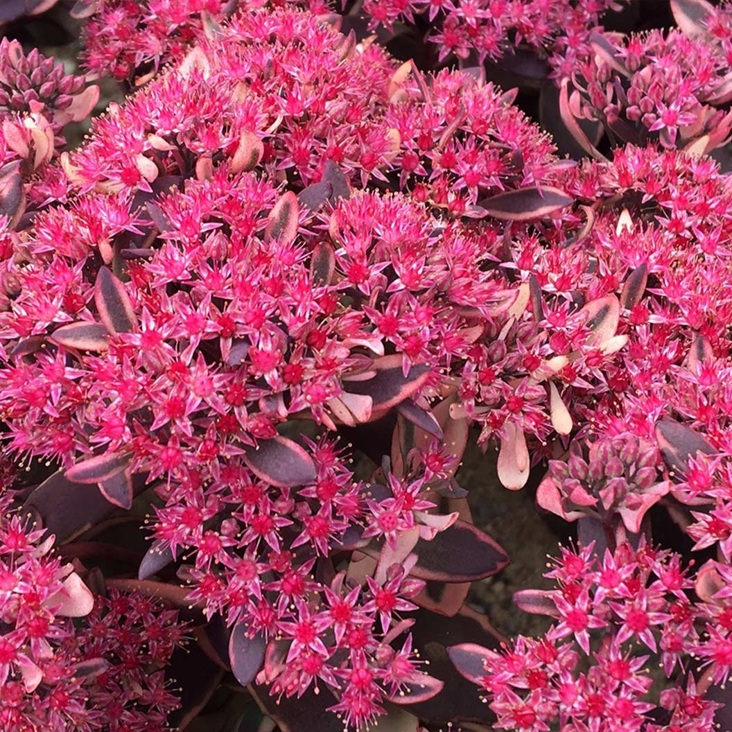Sunsparkler® Dream Dazzler Sedum Plant