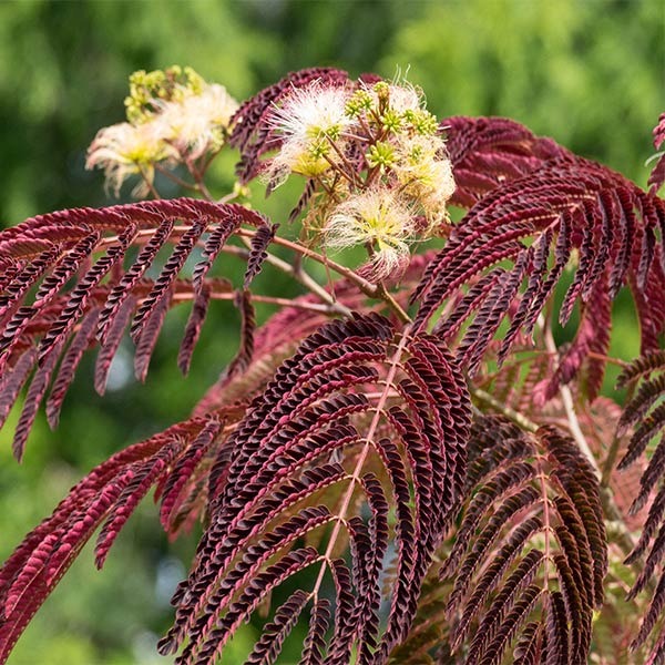 Chocolate FountainTM Weeping Mimosa