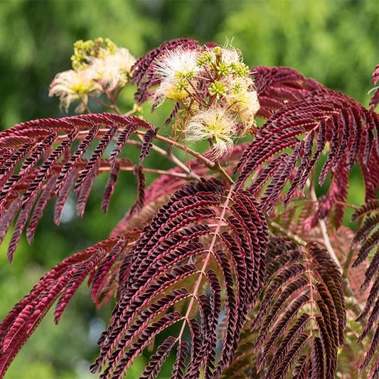 Chocolate FountainTM Weeping Mimosa
