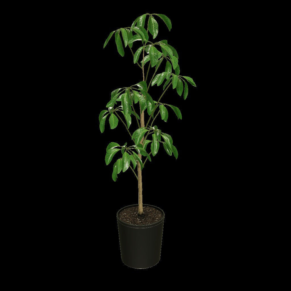Umbrella Tree