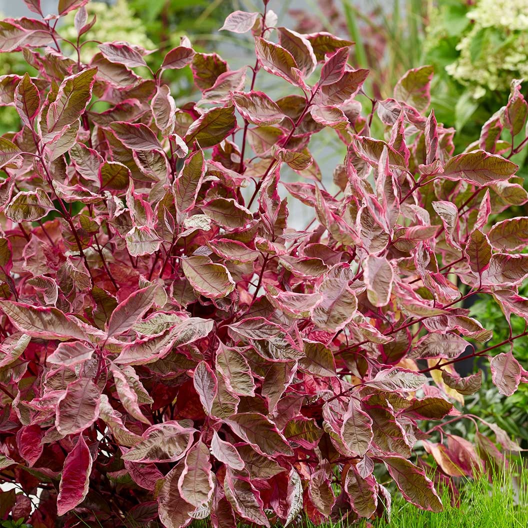 Proven Winners® Sgt. PepperTM Dogwood Bush