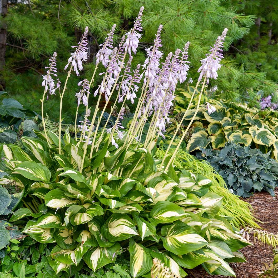 Proven Winners® Shadowland Miss America Hosta