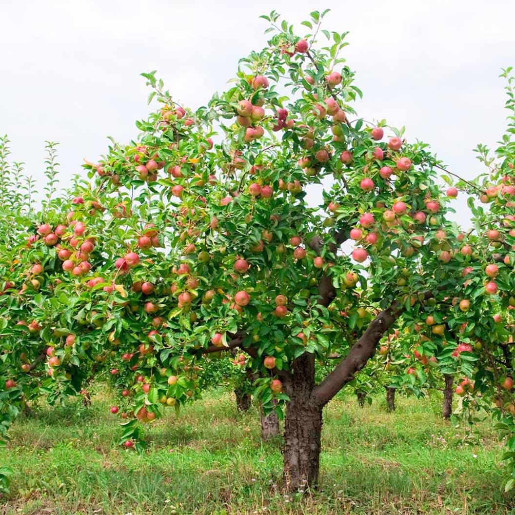 McIntosh Apple Tree