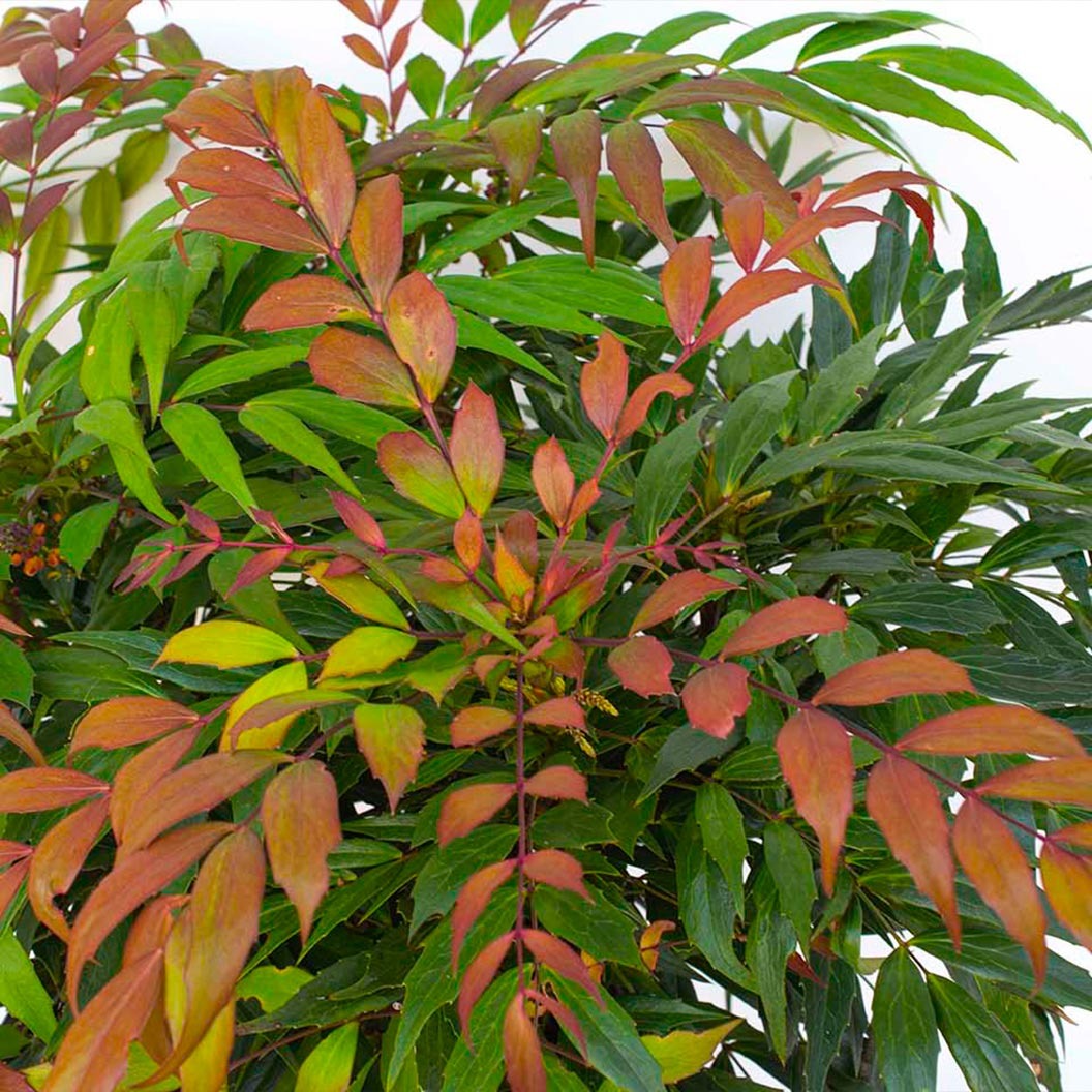 Groovy GlowTM Mahonia Shrub