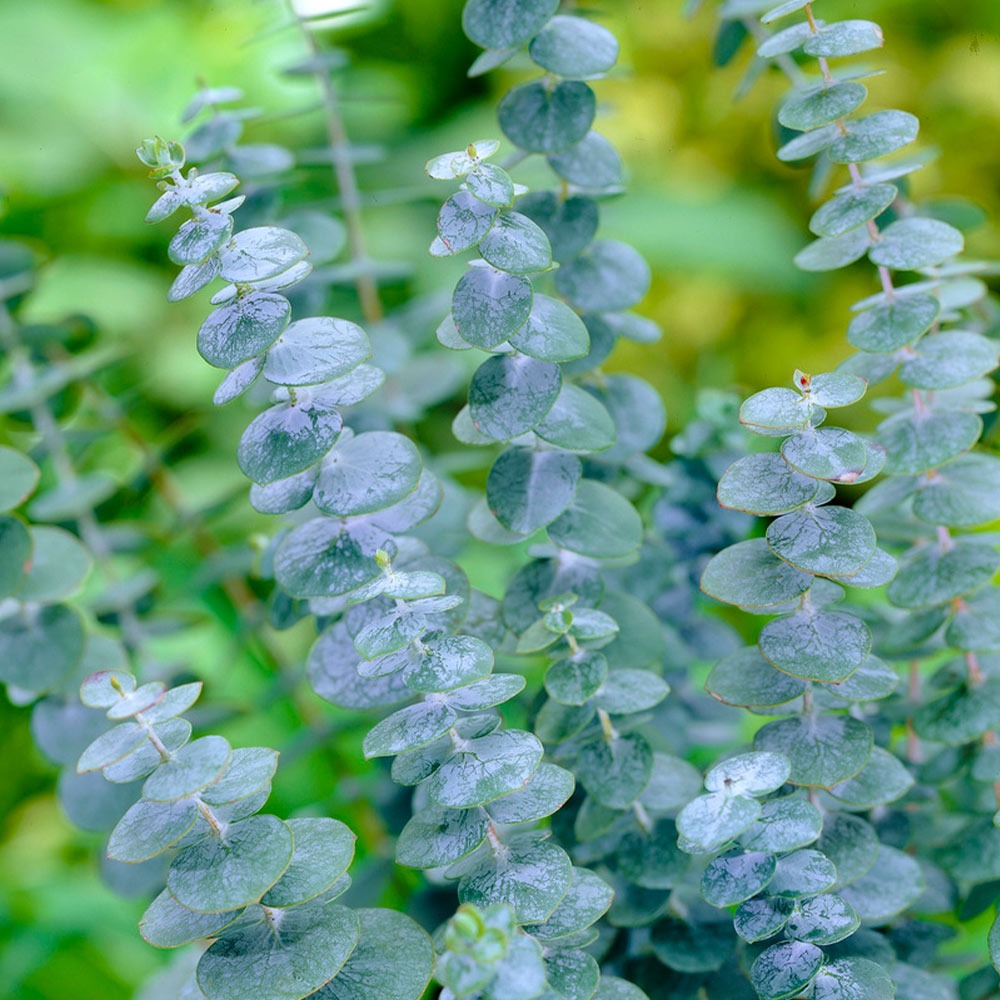 Silver Dollar Eucalyptus Tree