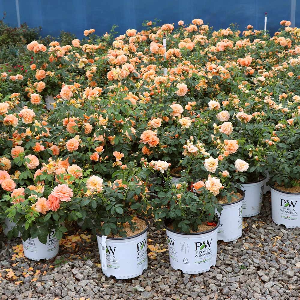 Proven Winners® At Last® Rose Shrub