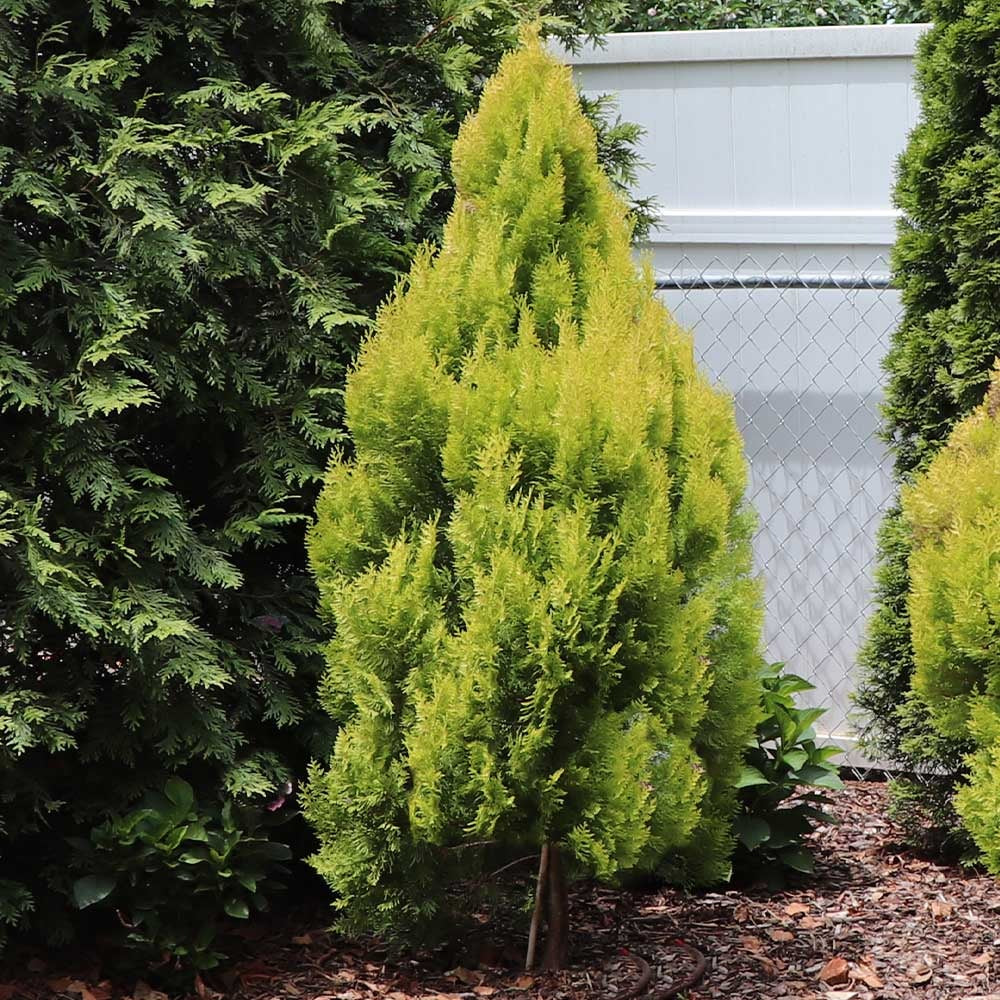 Southern Living® Forever GoldyTM Arborvitae Tree