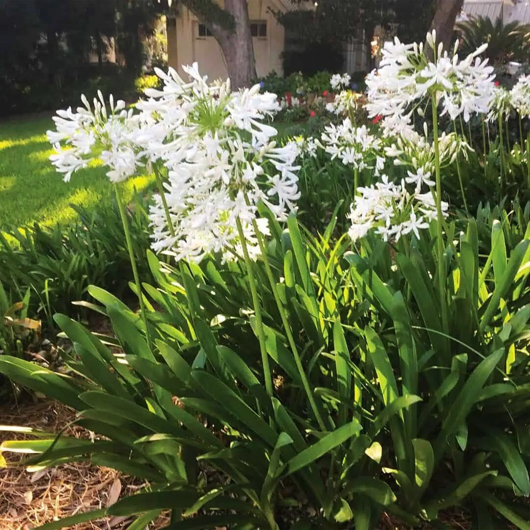 Ever WhiteTM Agapanthus Plant