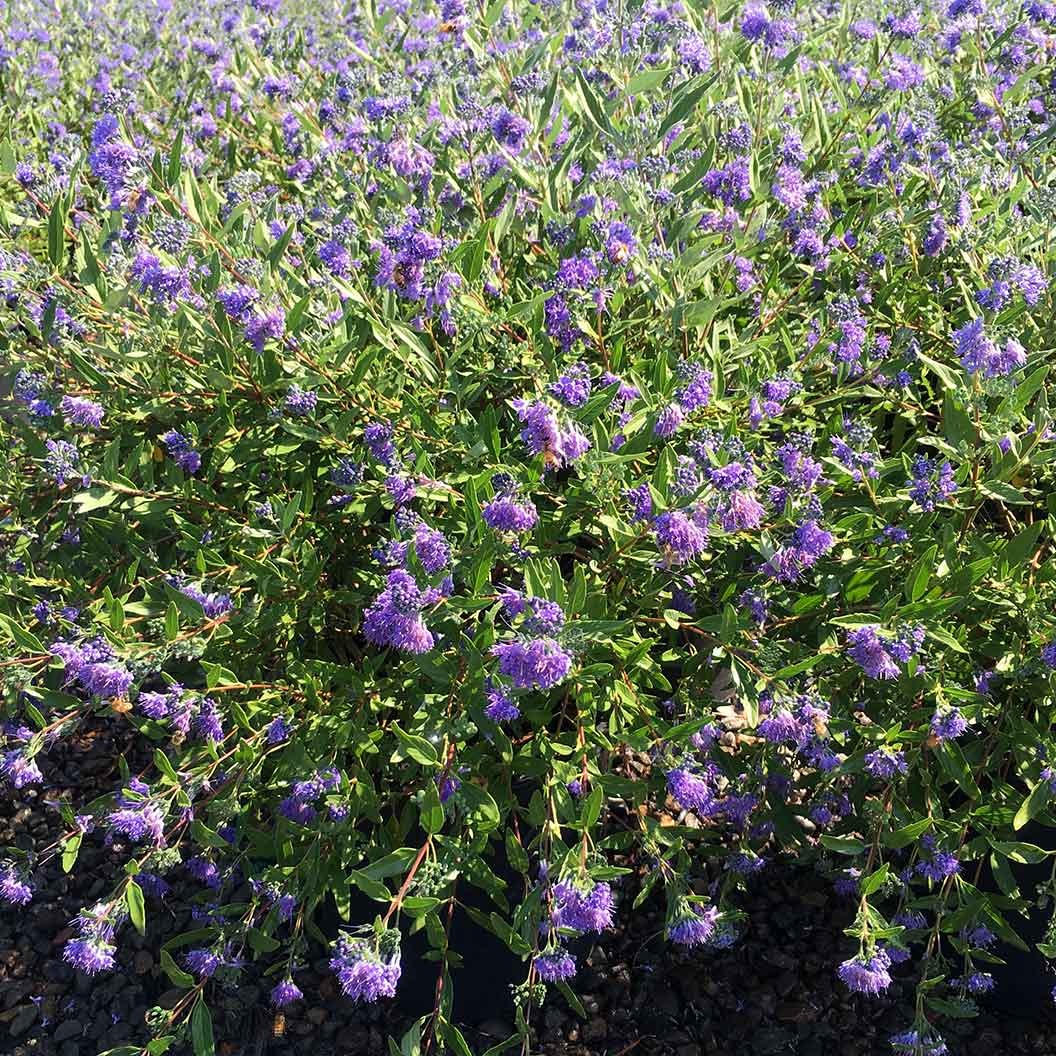 Blue Mist Bluebeard Shrub