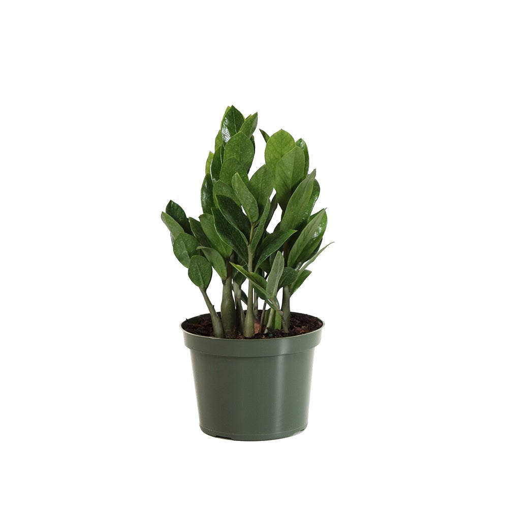 ZZ Plant