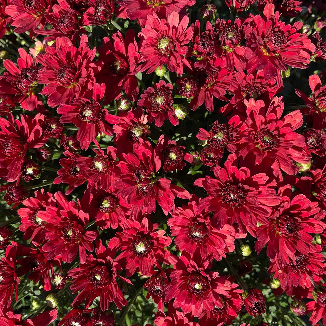 Red Belgian Mums®