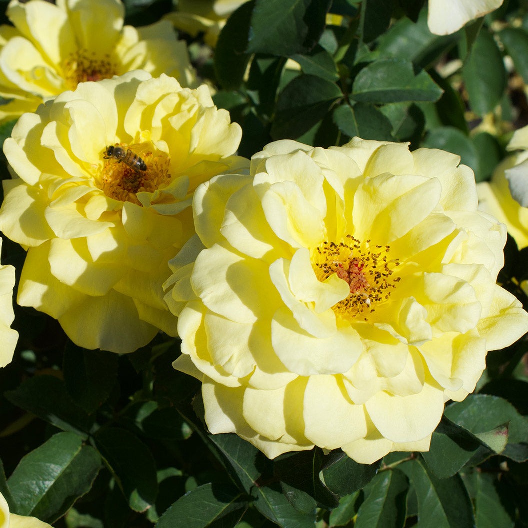 Bee HeavenTM Rose Shrub