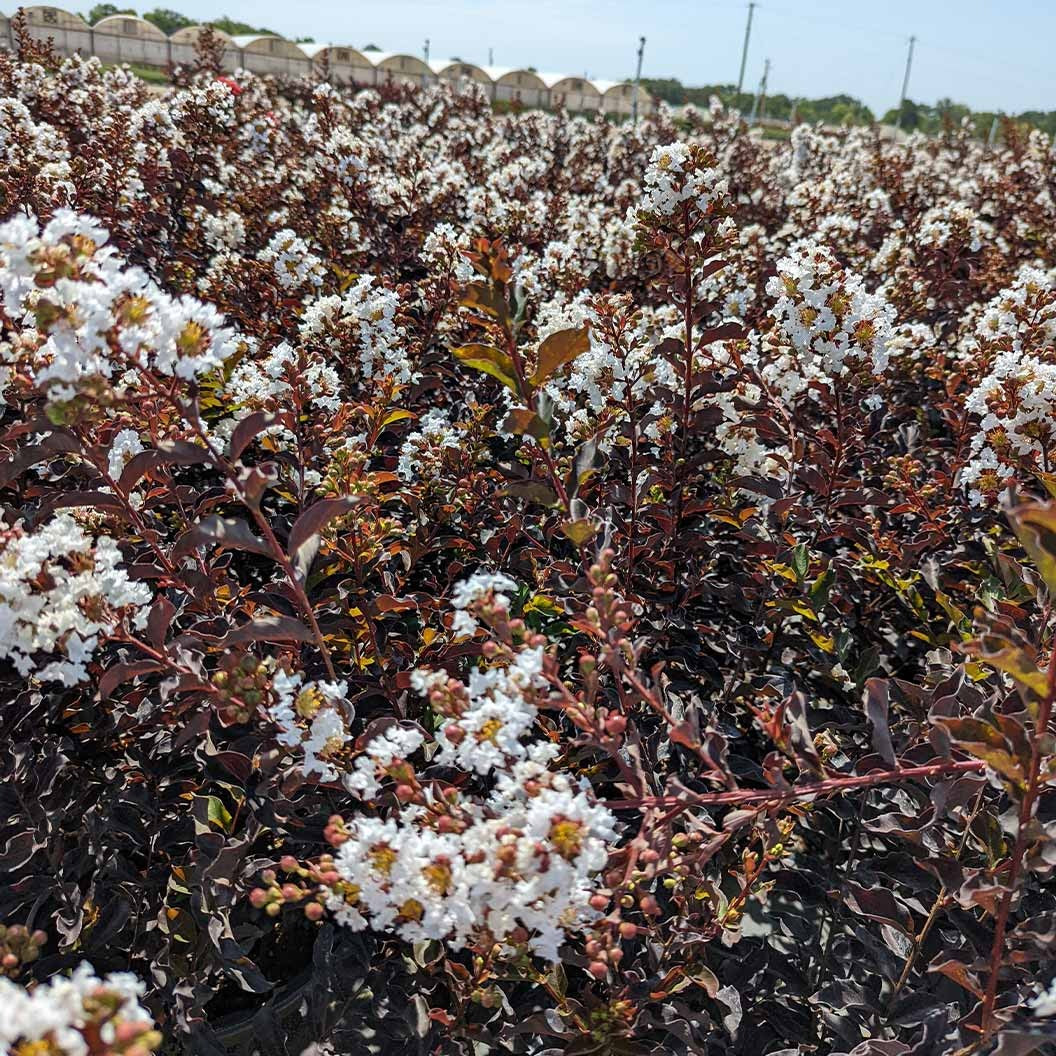 Black Diamond® CrystallineTM Crape Myrtle