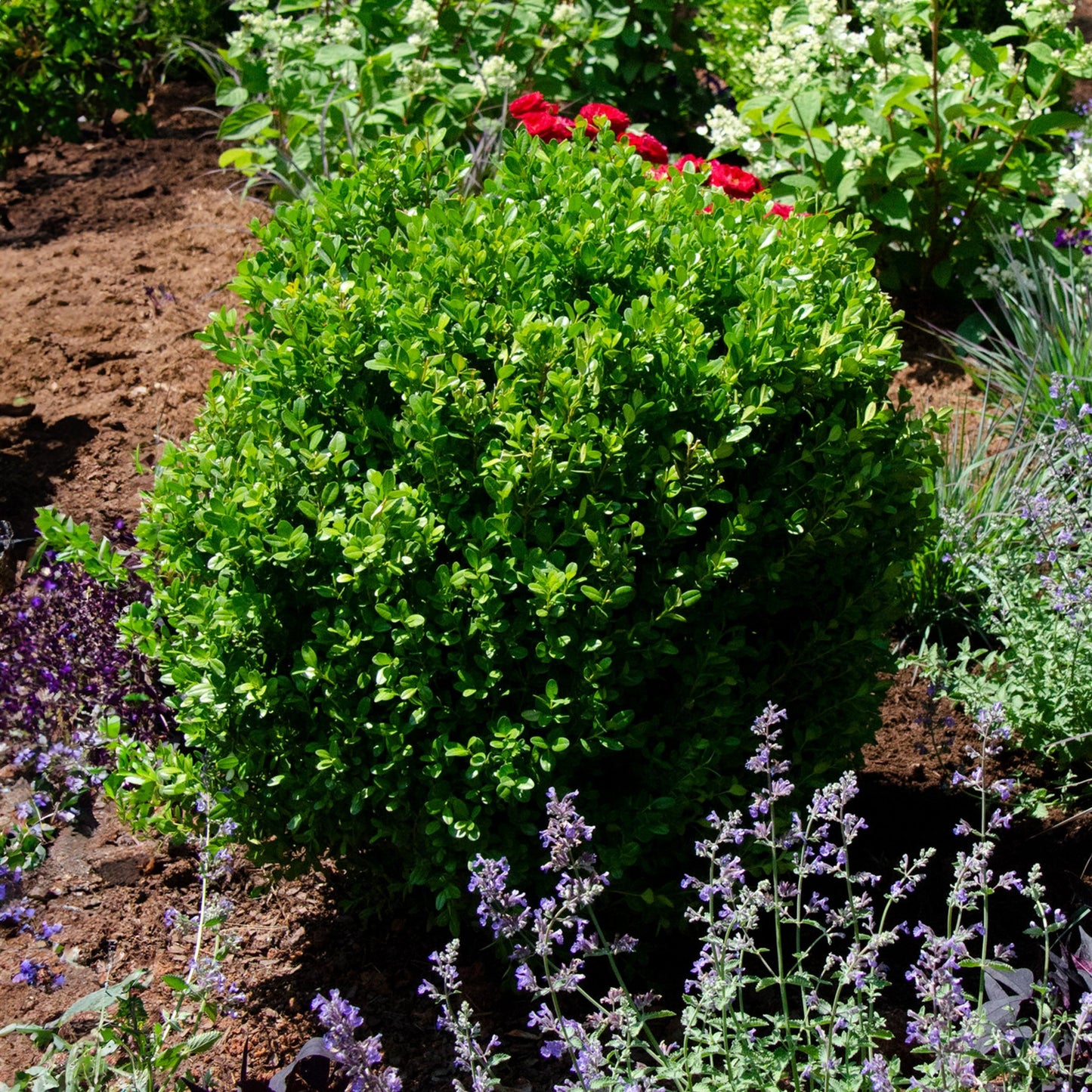 Proven Winners® NewGen Freedom® Boxwood