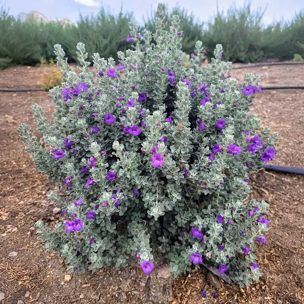 MicroburstTM Texas Sage Shrub