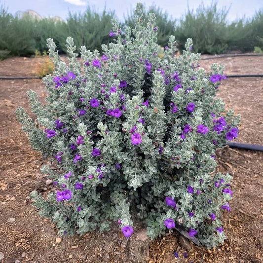 MicroburstTM Texas Sage Shrub