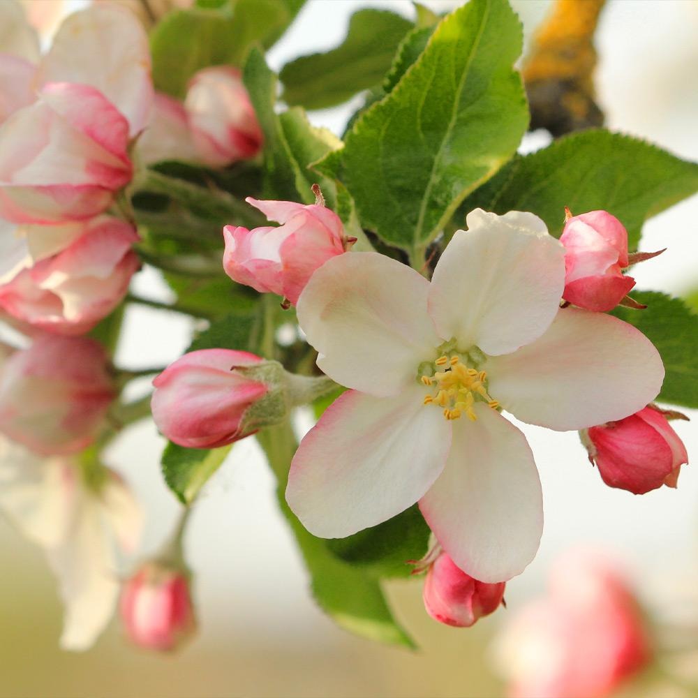 HoneycrispTM Apple Tree
