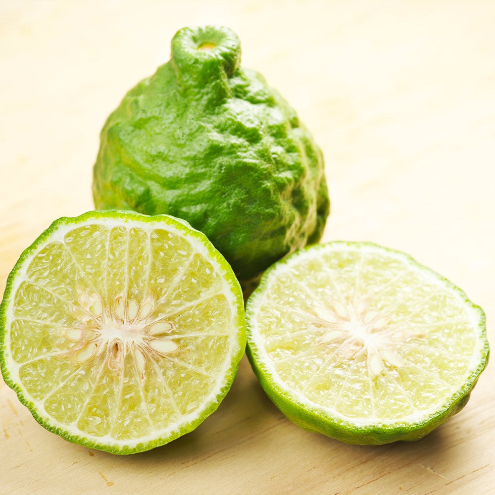 Kaffer 'Kieffer' Lime Tree
