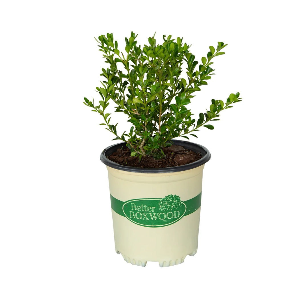Better Boxwood® RenaissanceTM Shrub