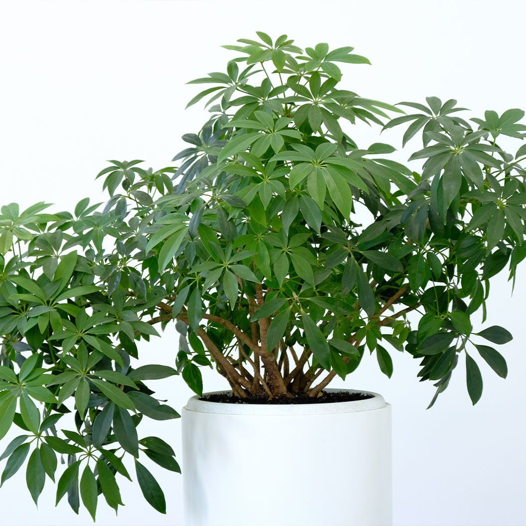 Dwarf Umbrella Tree